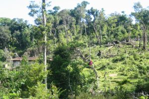 Nghiên cứu thực trạng và đề xuất một số giải pháp nhằm nâng cao hiệu quả của việc thực hiện chính sách chi trả dịch vụ môi trường rừng tại xã Mường Nhé,  huyện Mường Nhé, tỉnh Điện Biên