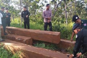 Việt Nam tiếp tục bị cáo buộc tiêu thụ gỗ bất hợp pháp từ Campuchia